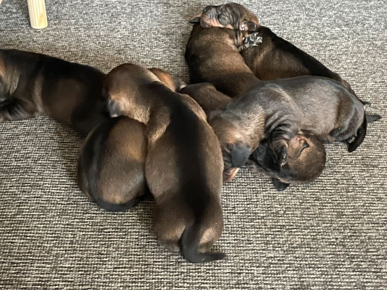 Strihåret dachshundvalper til jakt