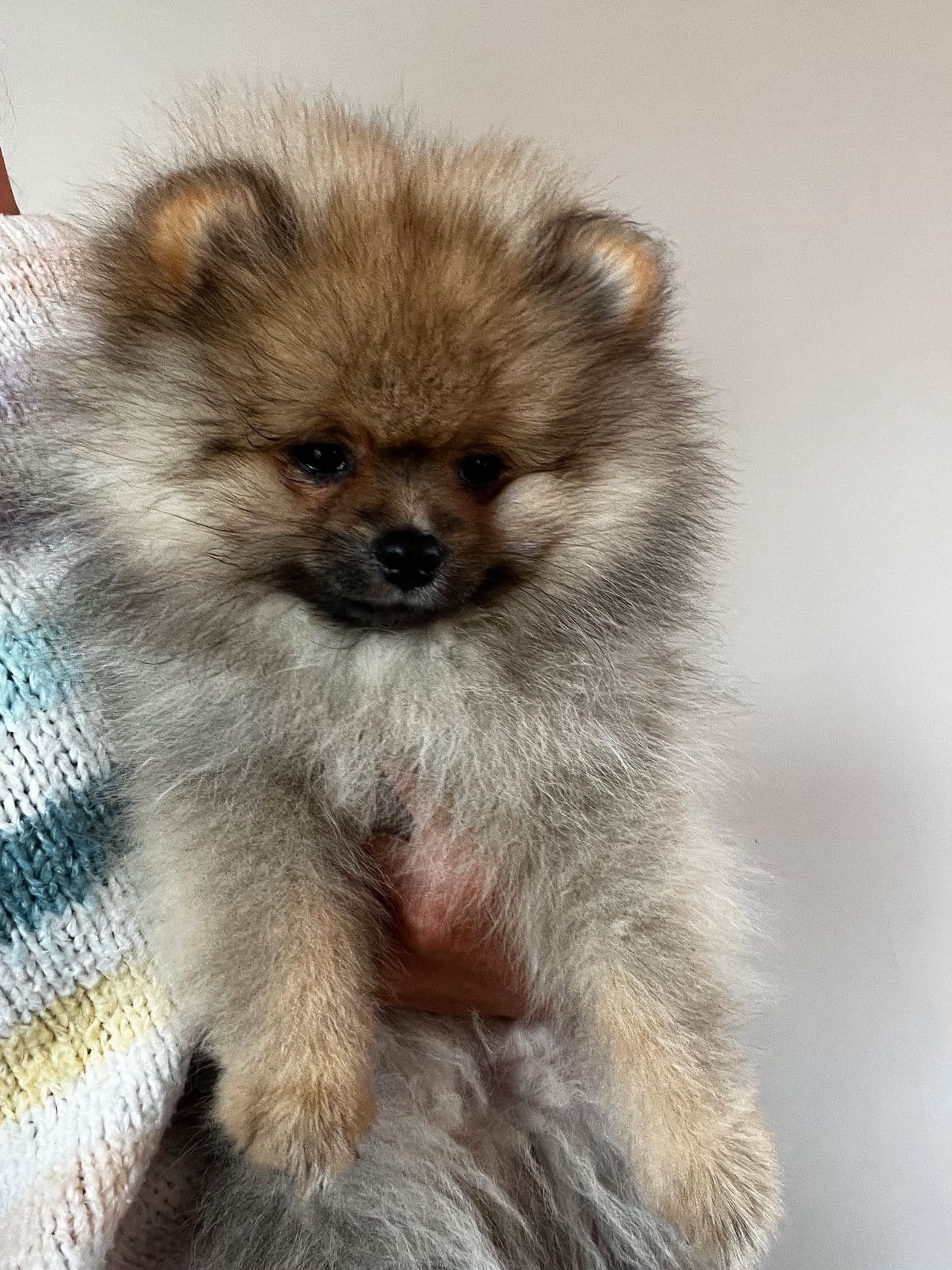 NKK Pomeranian valper