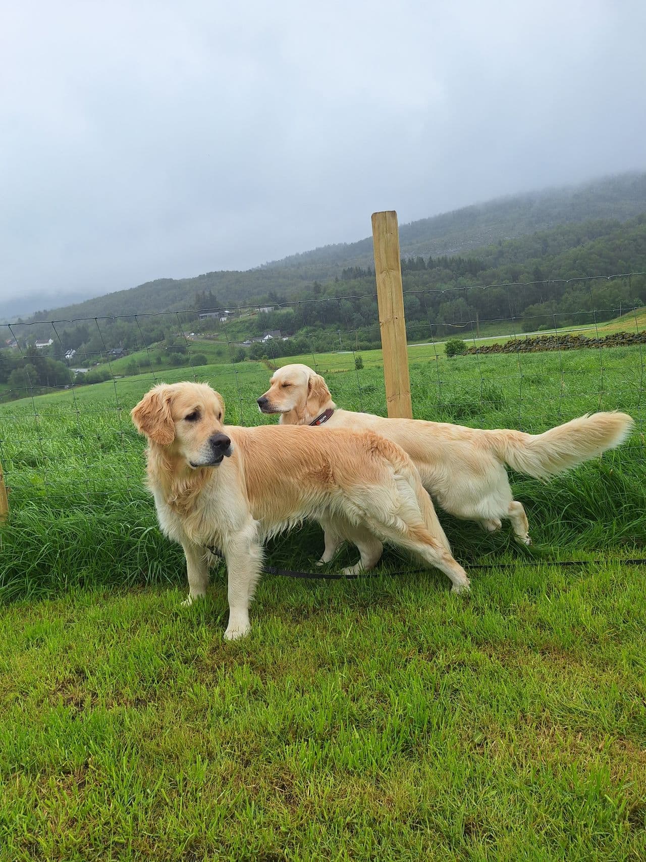 Golden Retriver valper til salgs