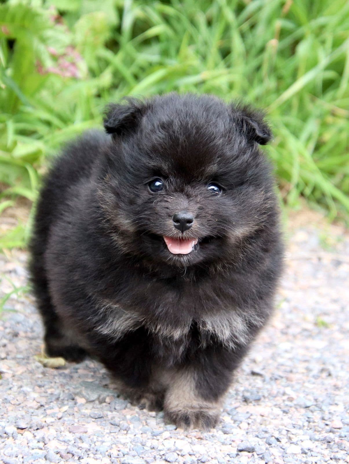 Mittelspitz Valper Starspitz Kennel