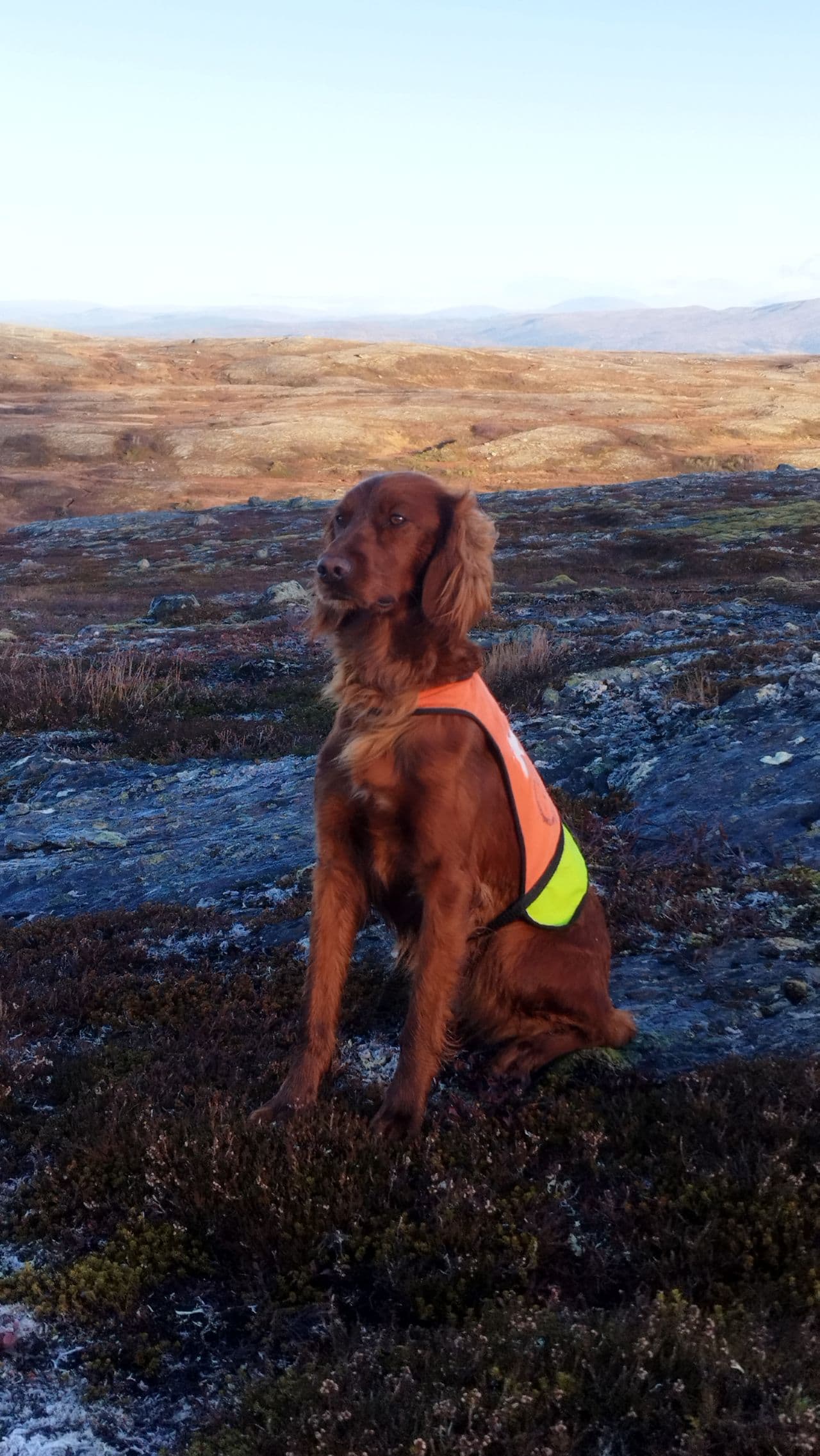 Irsk Setter tispe 4år