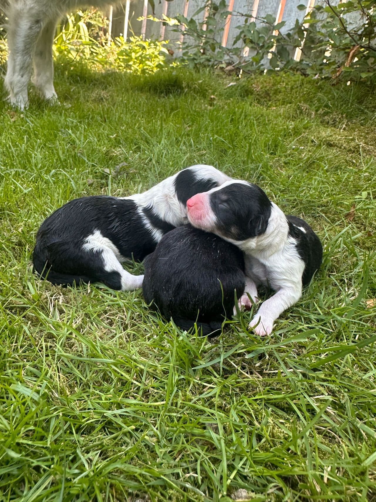 Border Collie valper selges