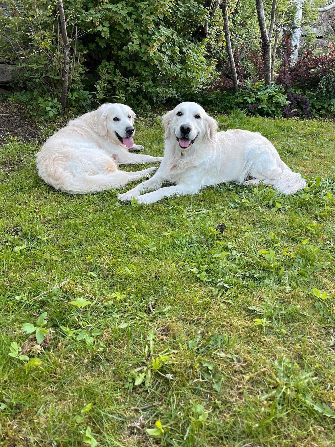 Golden retriever valper – rolige, snille foreldre (Kristiansand)