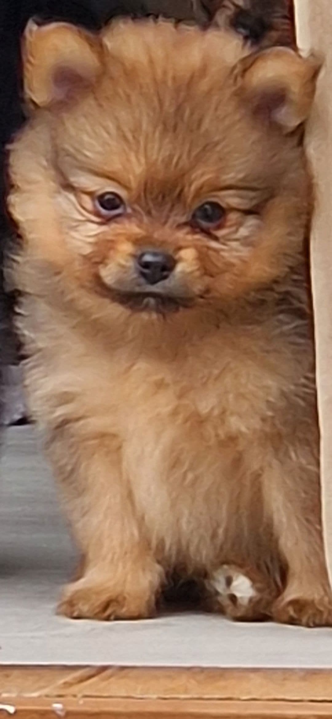 Nkk reg.Pomeranian gutt 💙
