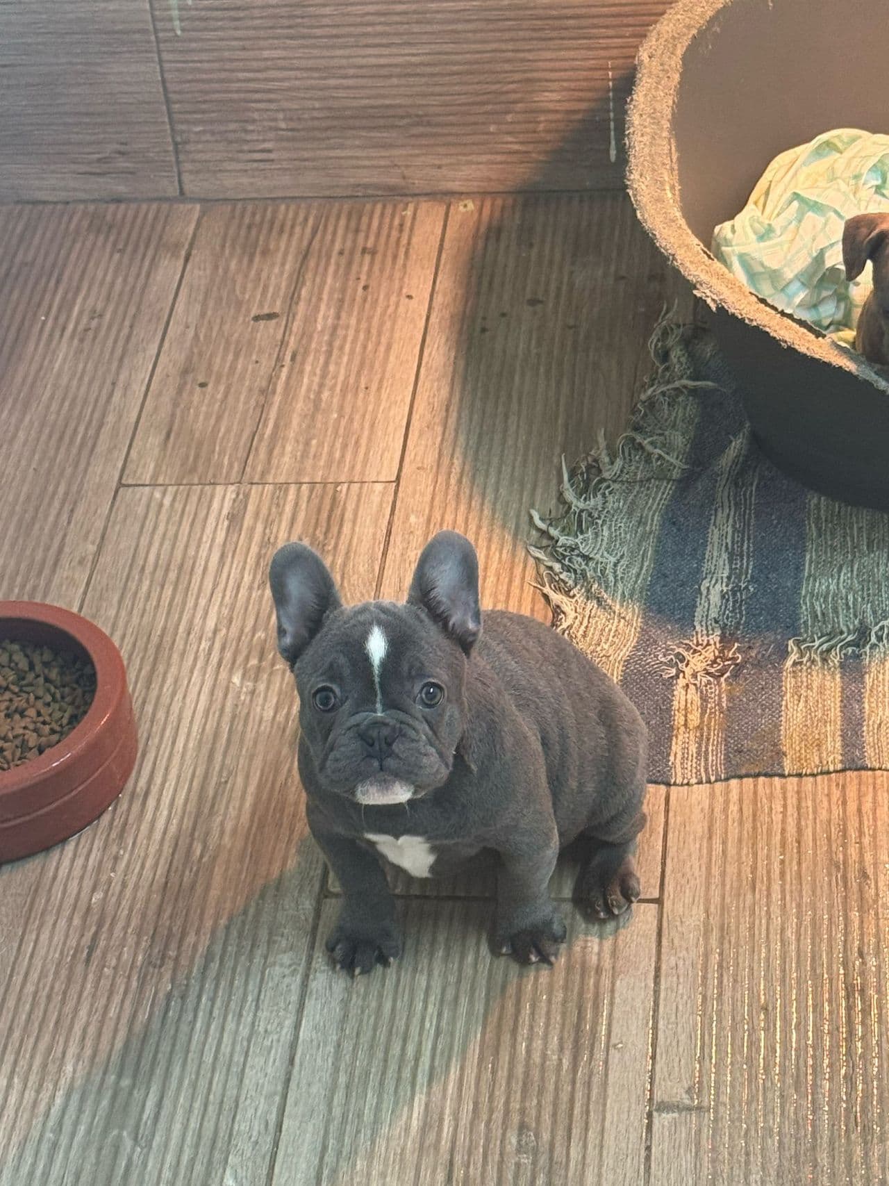 Fransk Bulldog Kira – Klar for sitt nye eventyr!