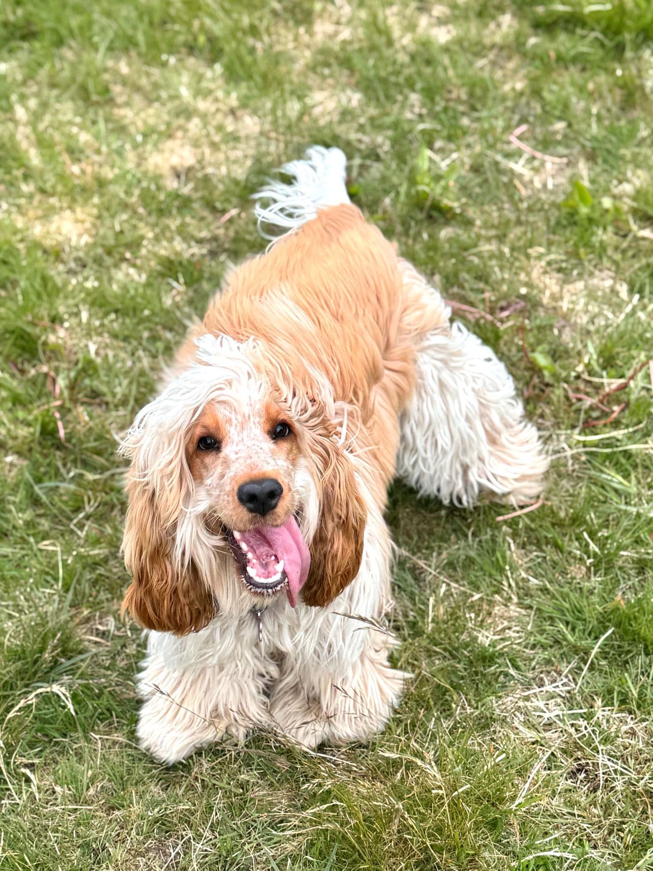 Cocker Spaniel tispe søker nytt hjem