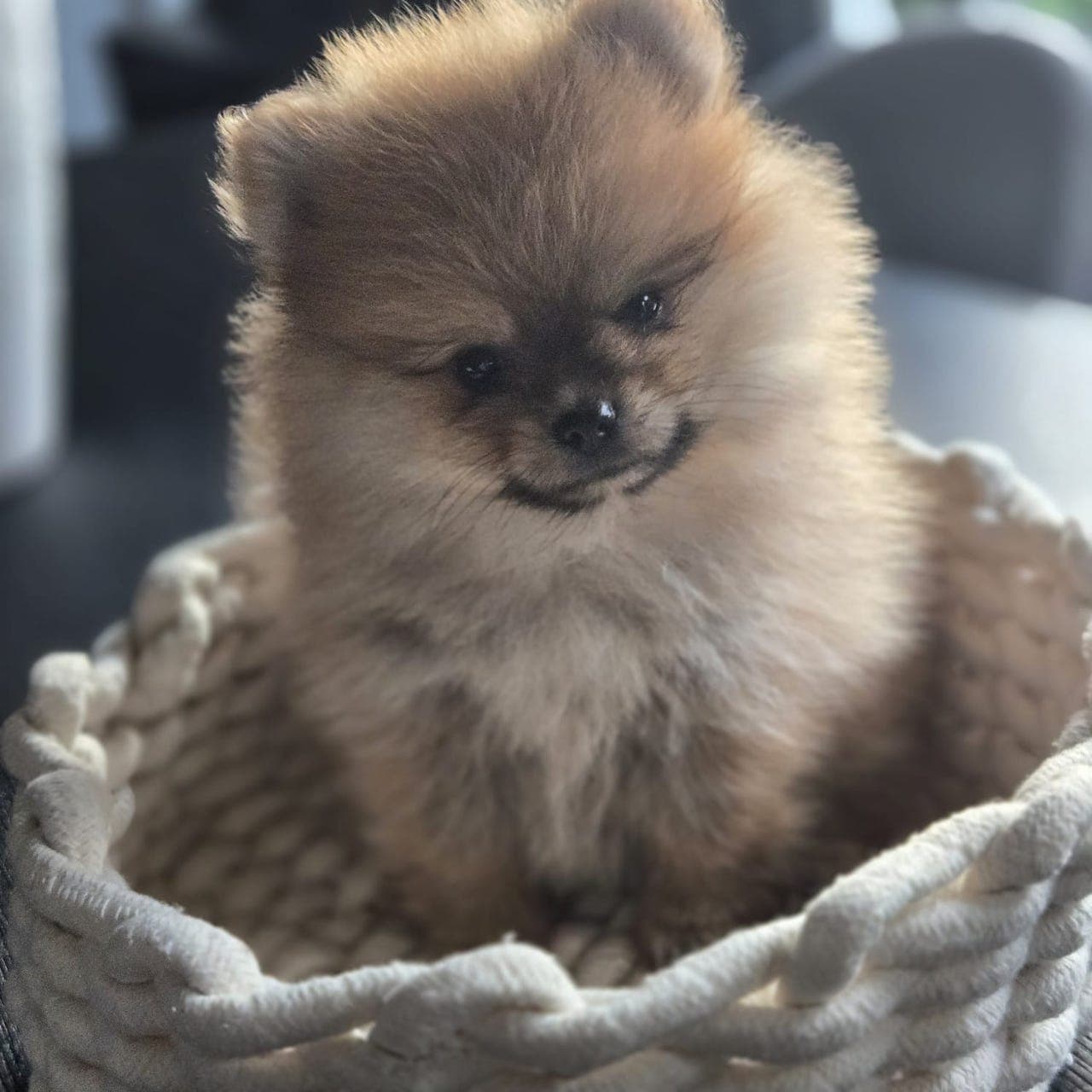 Pomeranian hannvalp