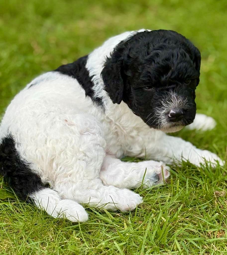 Spansk Vannhund valper