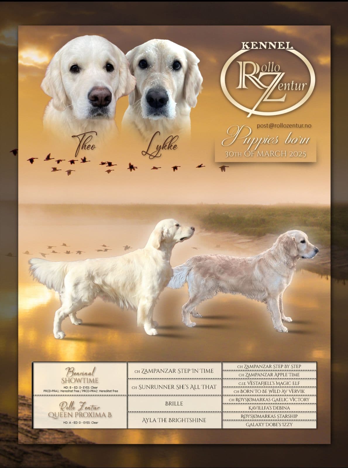 Flotte Golden Retriever valper for salg