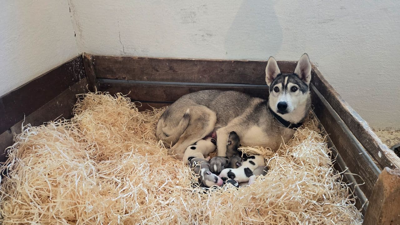 Siberian Husky fra godt meritterte linjer til salgs