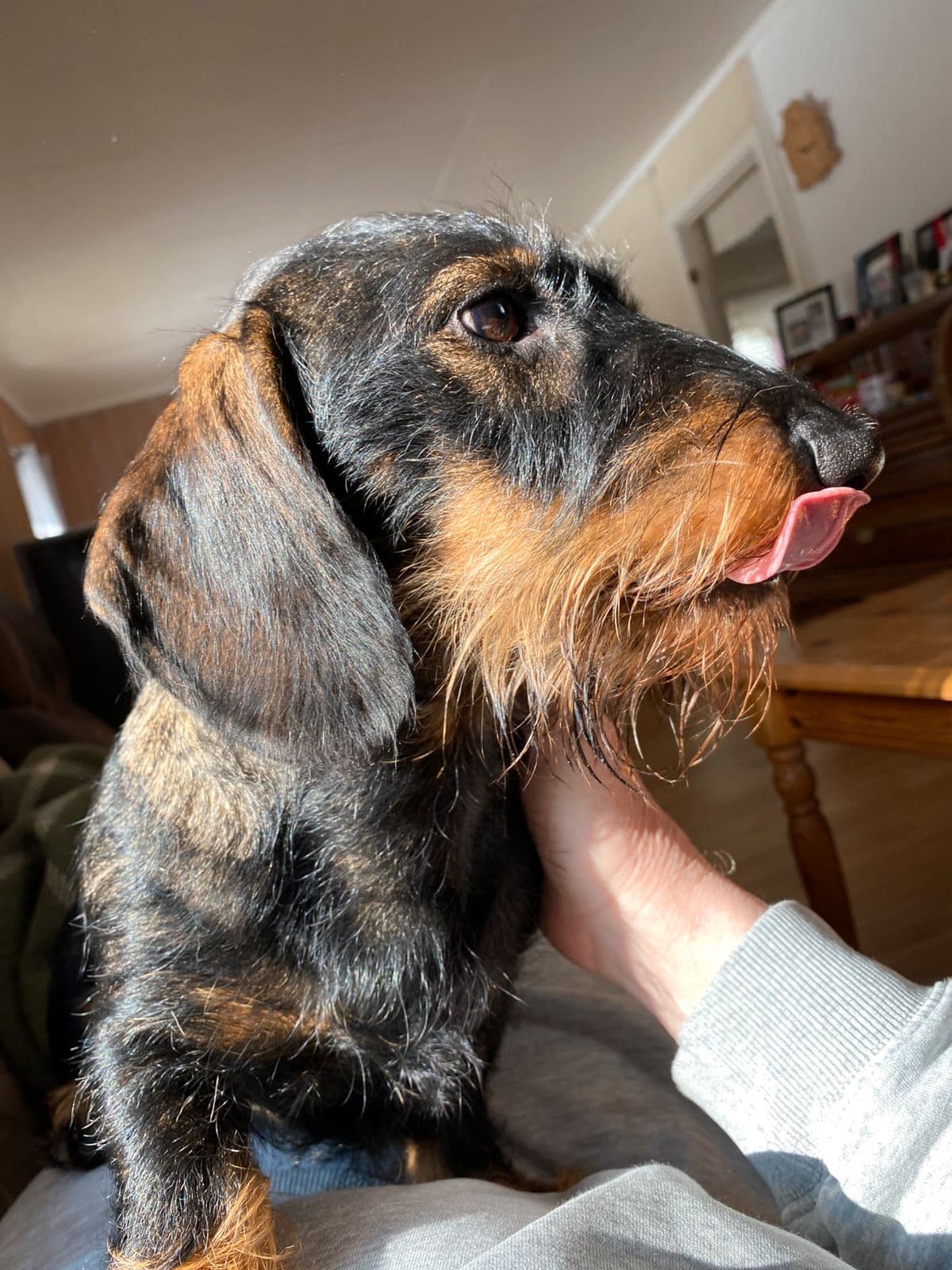 Strihårete Dachshundvalper til Jakt.
