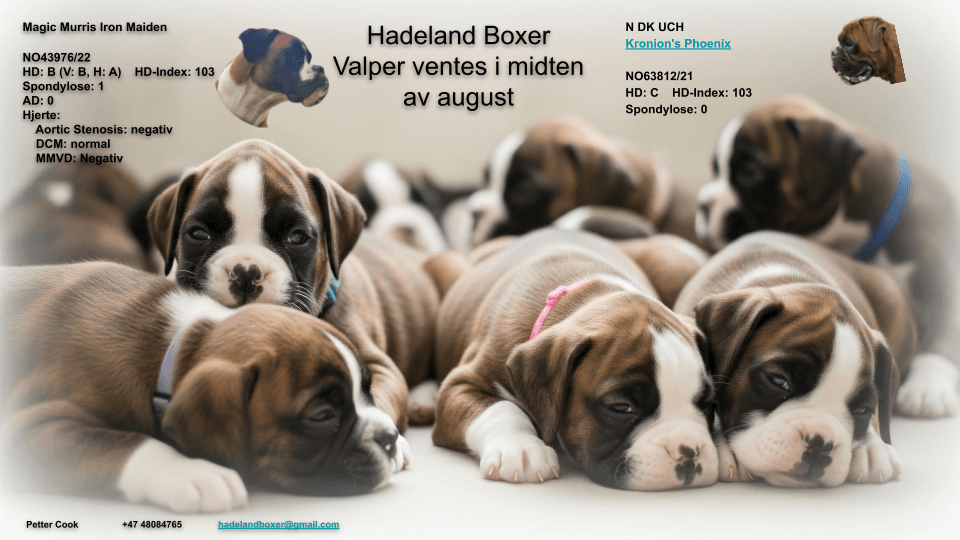 Nydelige boxer valper ventes rundt 12. august!
