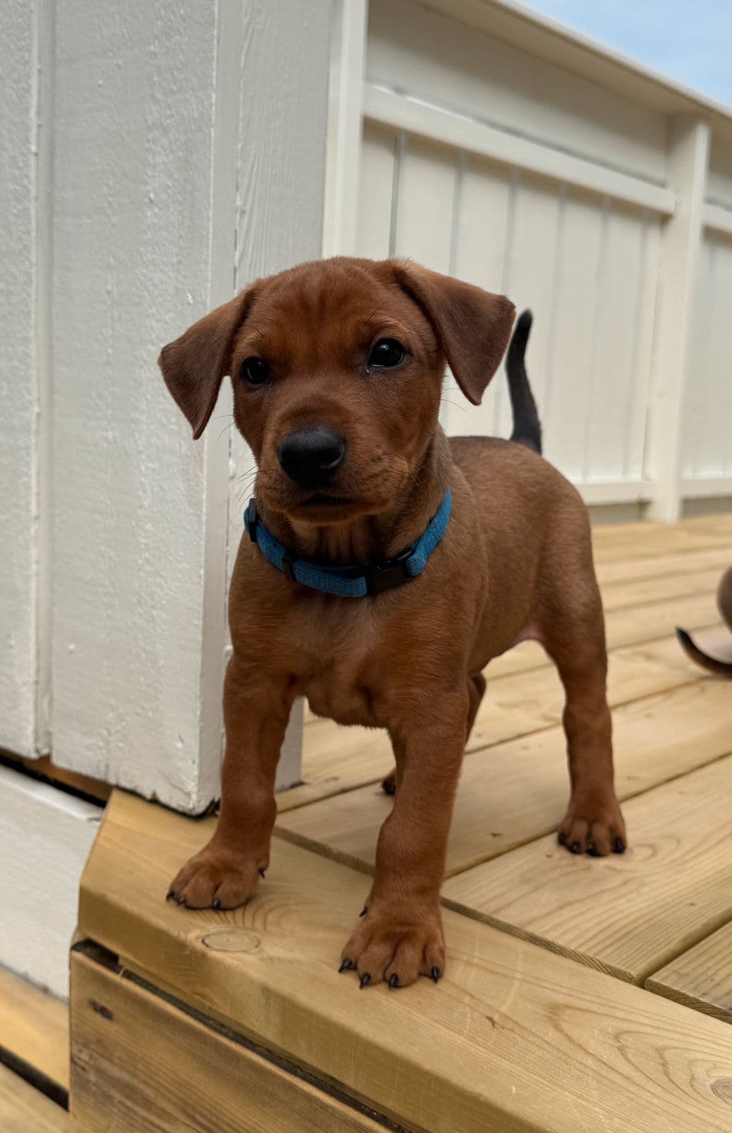 Pinscher hann valp - halv pris mot avlsrett