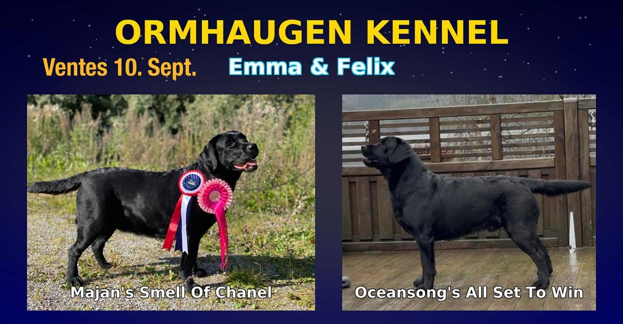 Ormhaugen Kennel – kommende valpekull forventes 10.September.