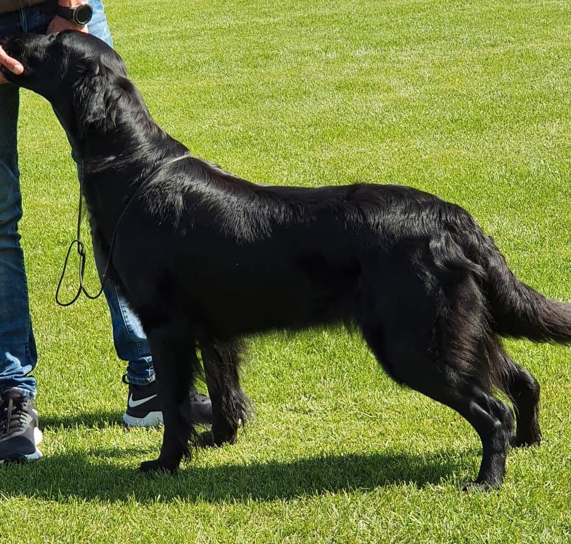 Flat Coated Retriever ( flatcoated )