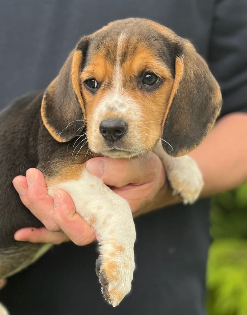 Beagle tispe valp født 3.5.2025!