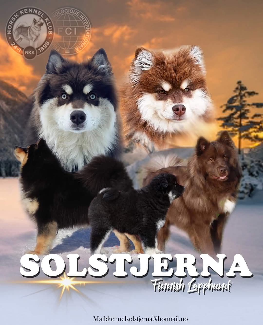 Finsk lapphund valper