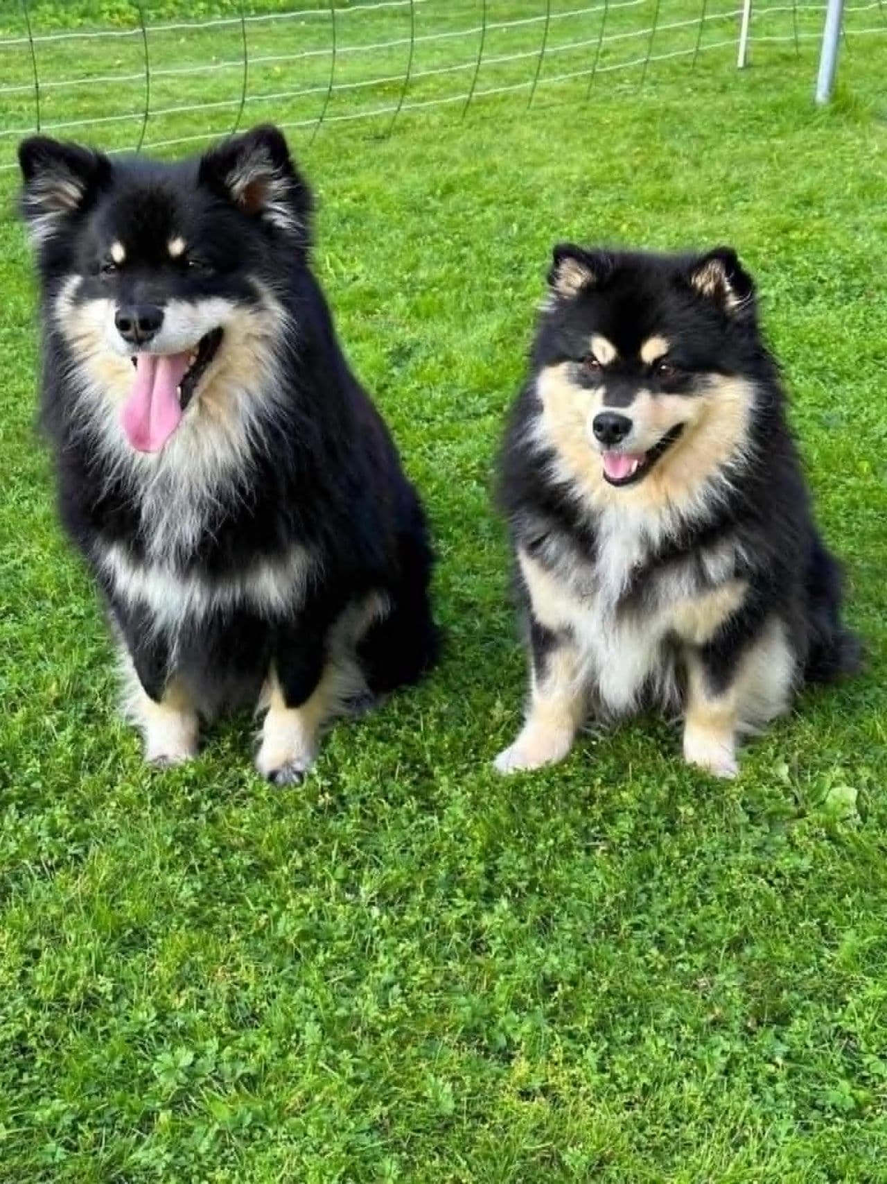 Finsk lapphund valper