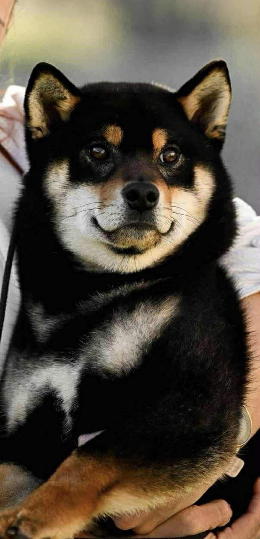 Nydelig black&tan shiba inu hannhund