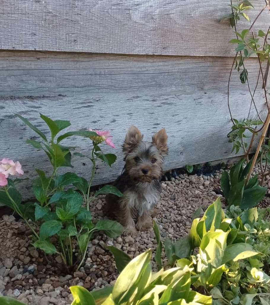 Yorkshire Terrier Ocean Pearl