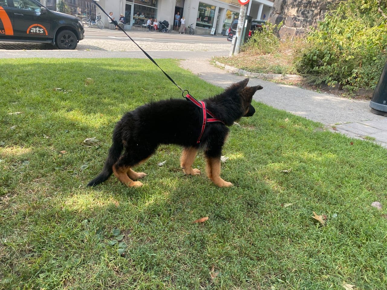 ✨🎀 Nydelige langhårede schæfervalp tisper til salgs 🎀✨