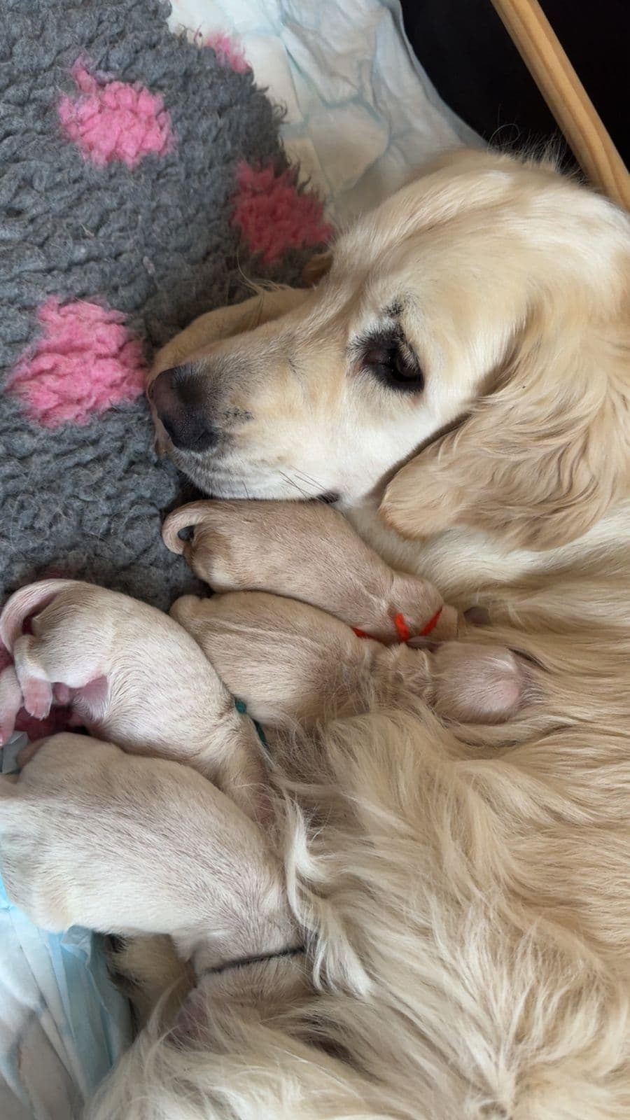 Golden Retriever valper