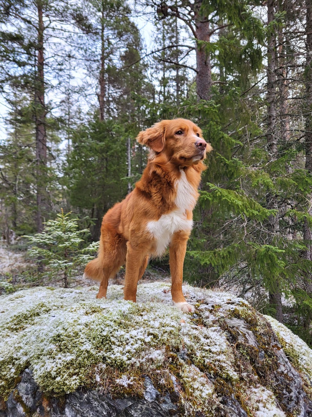 Søker nytt hjem "Toller"  Nova Scotia Duck Tolling Retriever