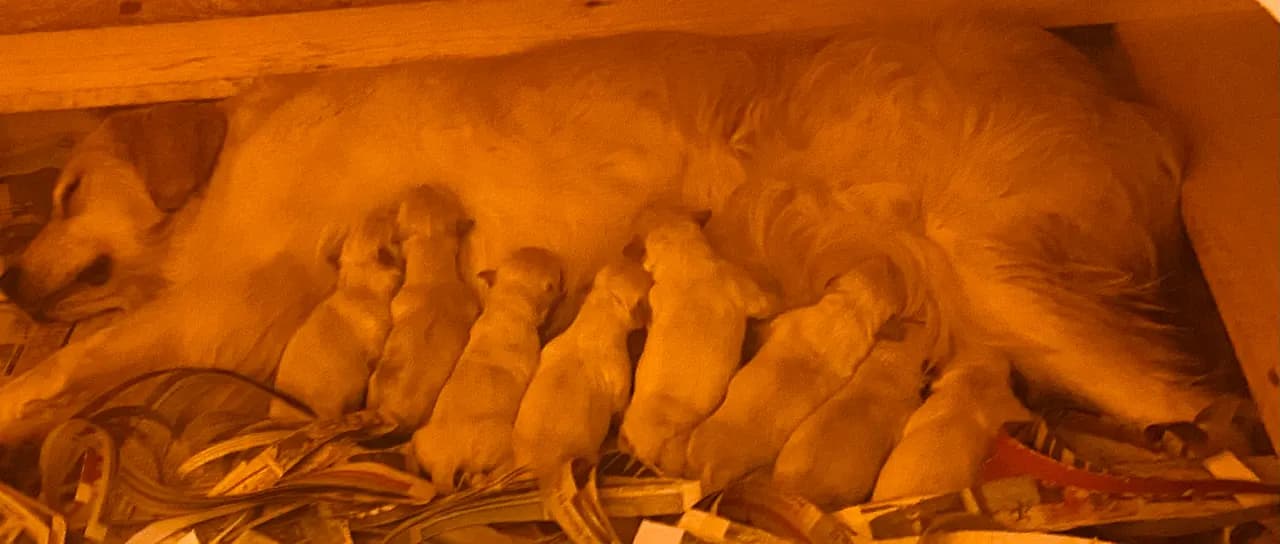 Golden retriever valper