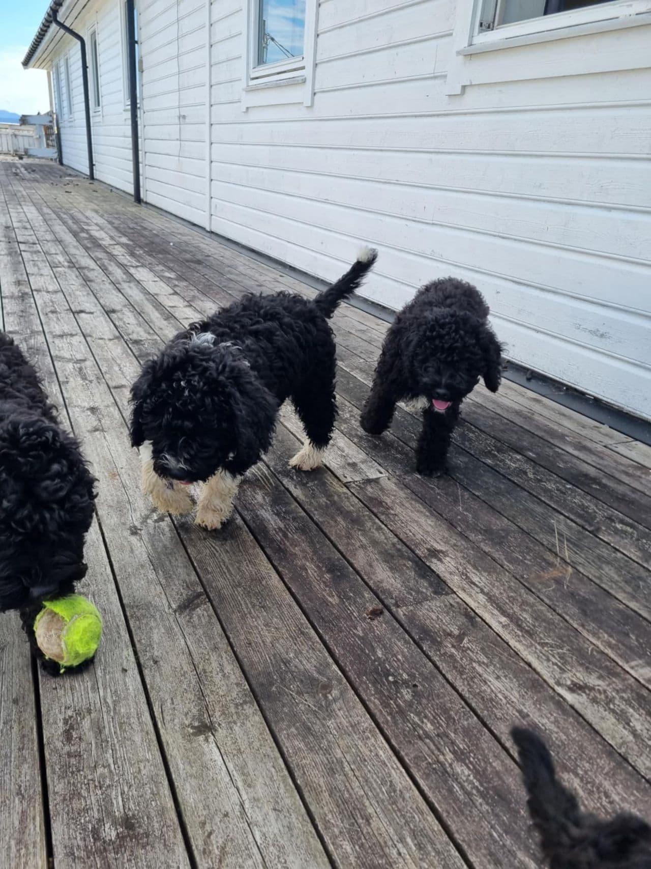 Spansk vannhund