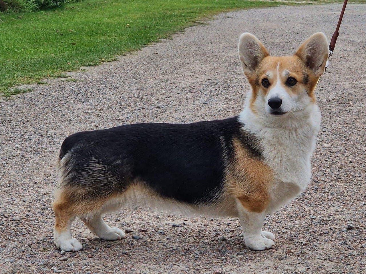 Welsh Corgi Pembroke valper selges