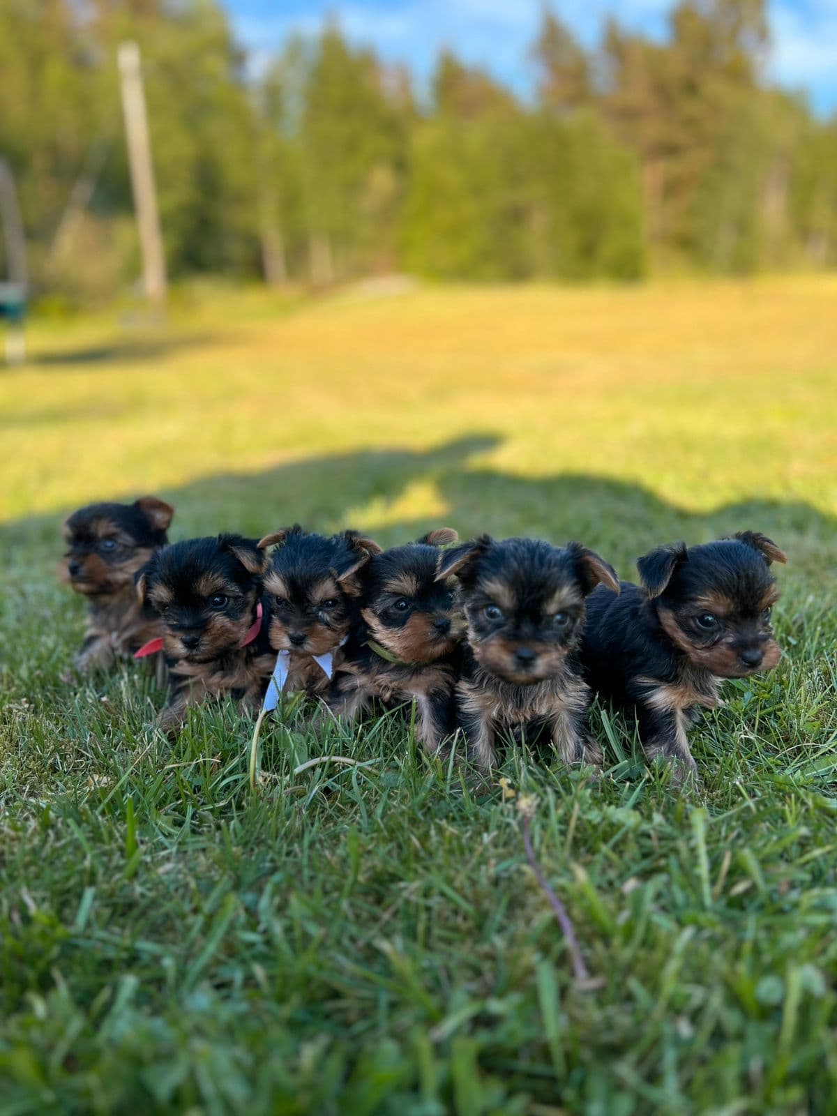 Yorkshire terrier med NKK stamtavle