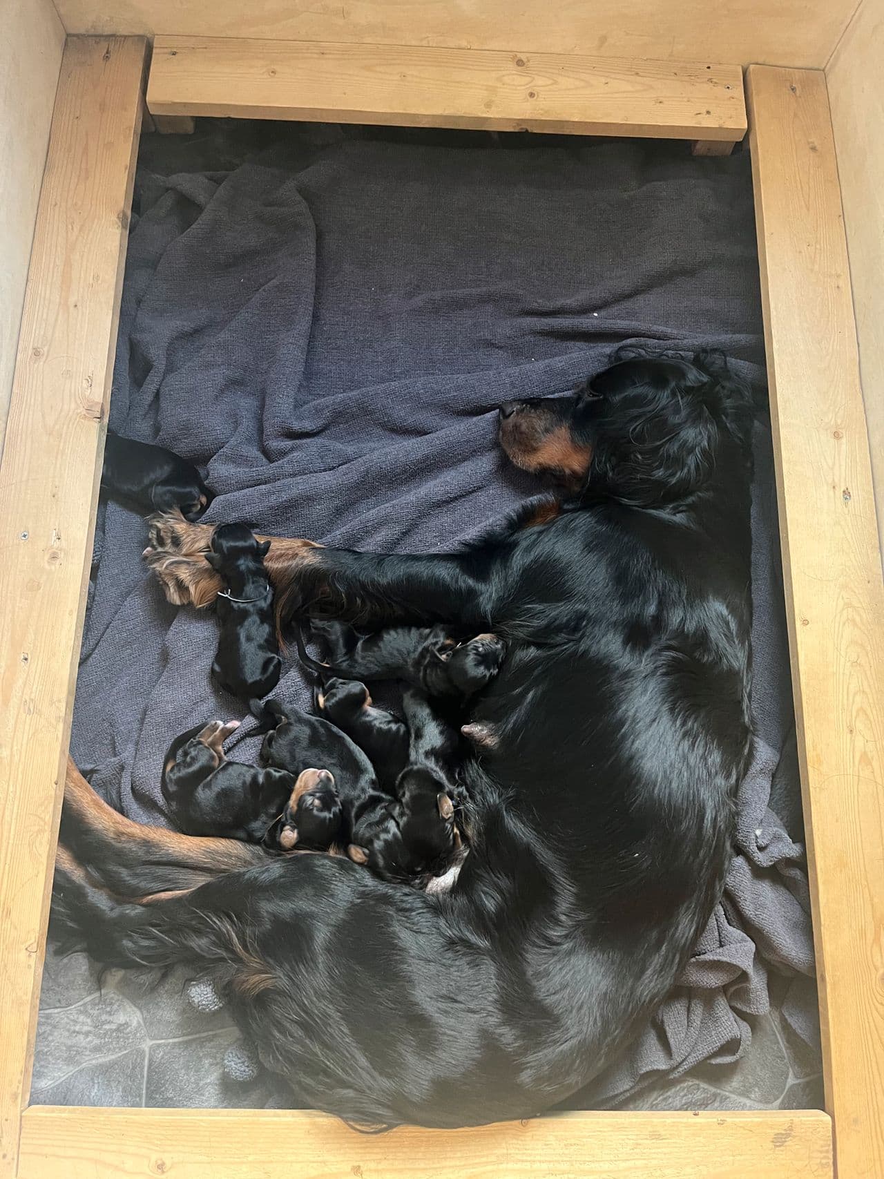 Gordonsetter valper