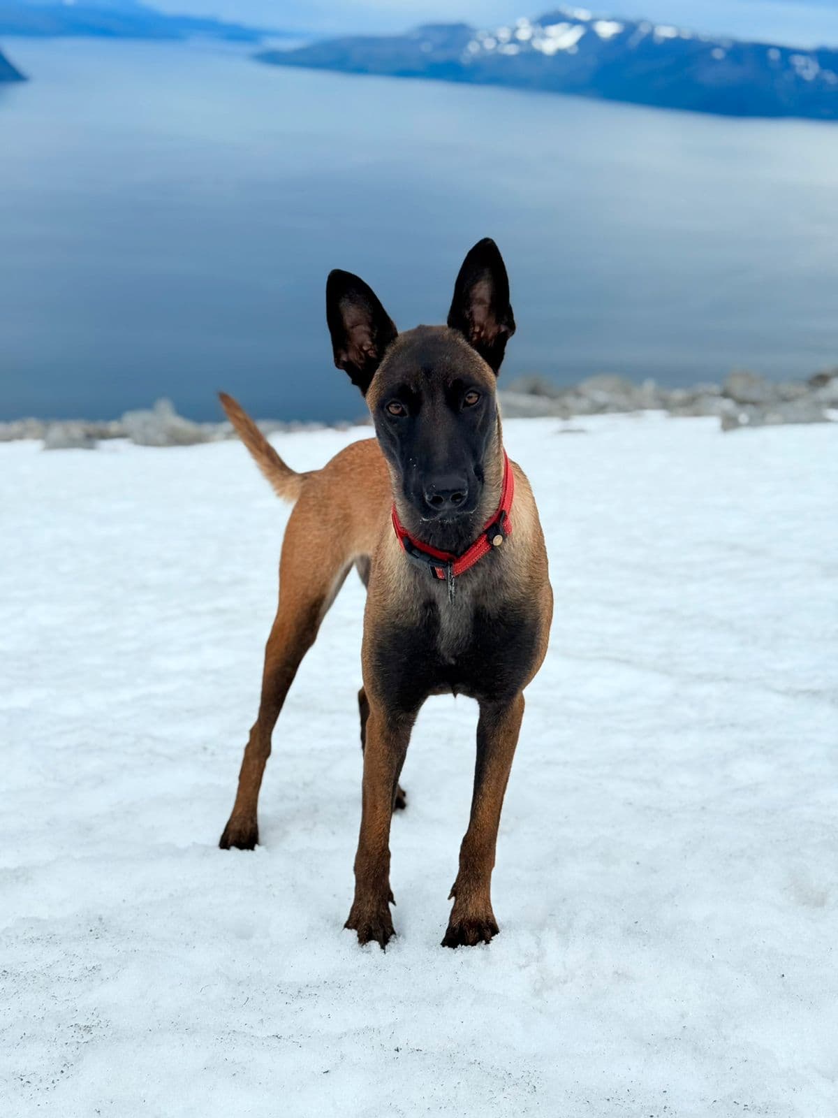 Malinois tispe