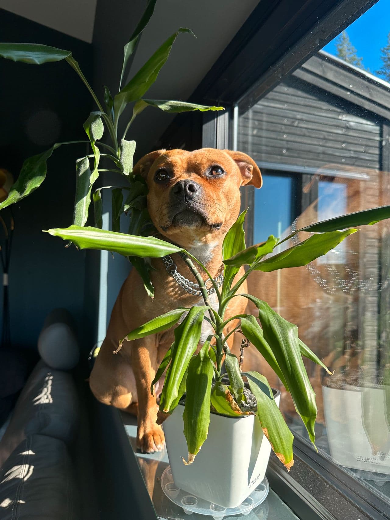 Staffordshire bull terrier valper