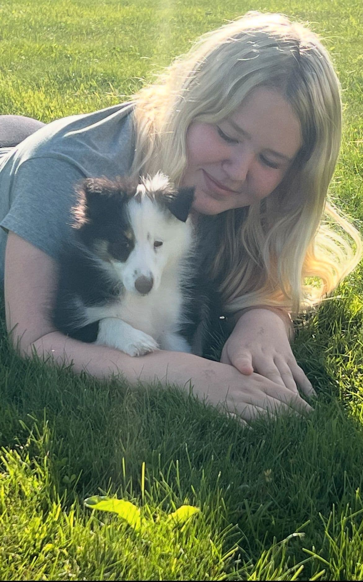 Nydelige Shetland sheepdog valper selges