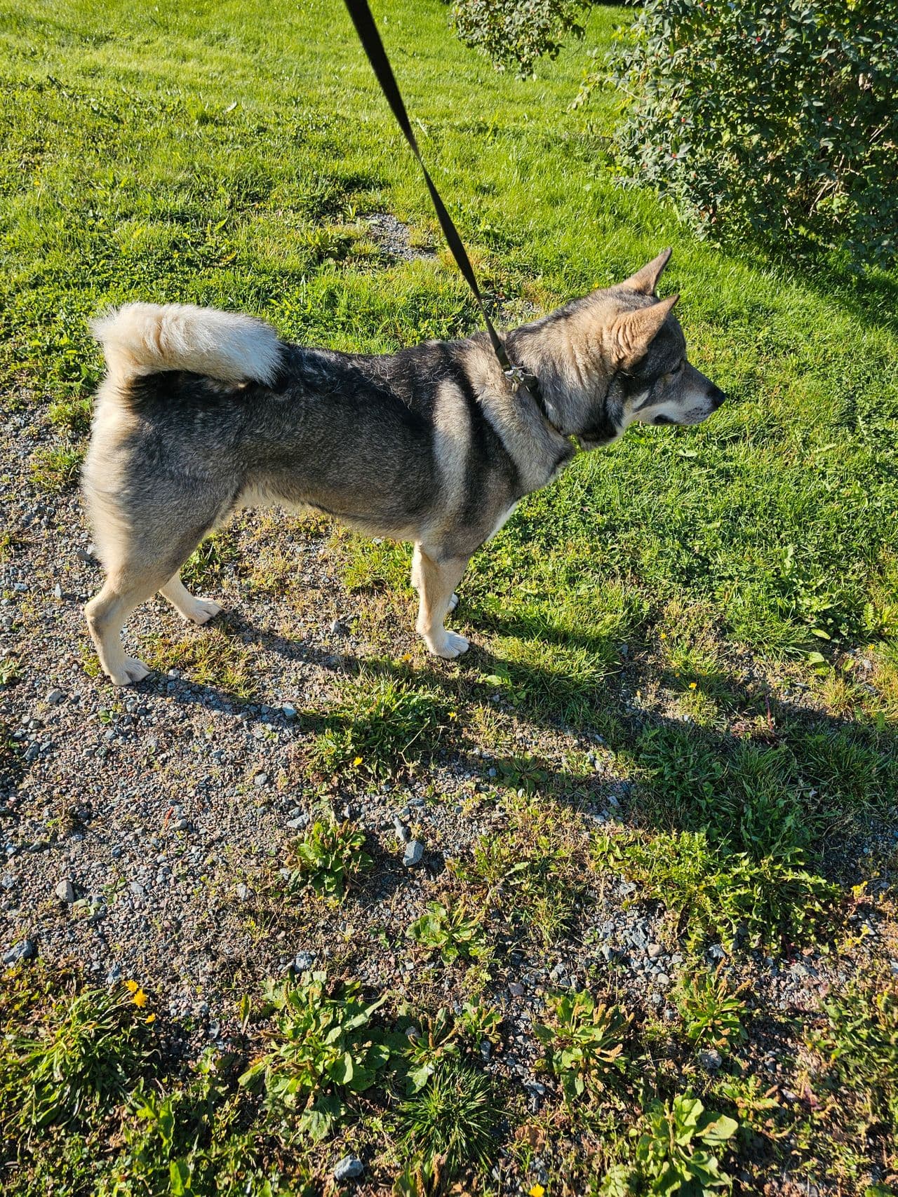 Jämthund 2år