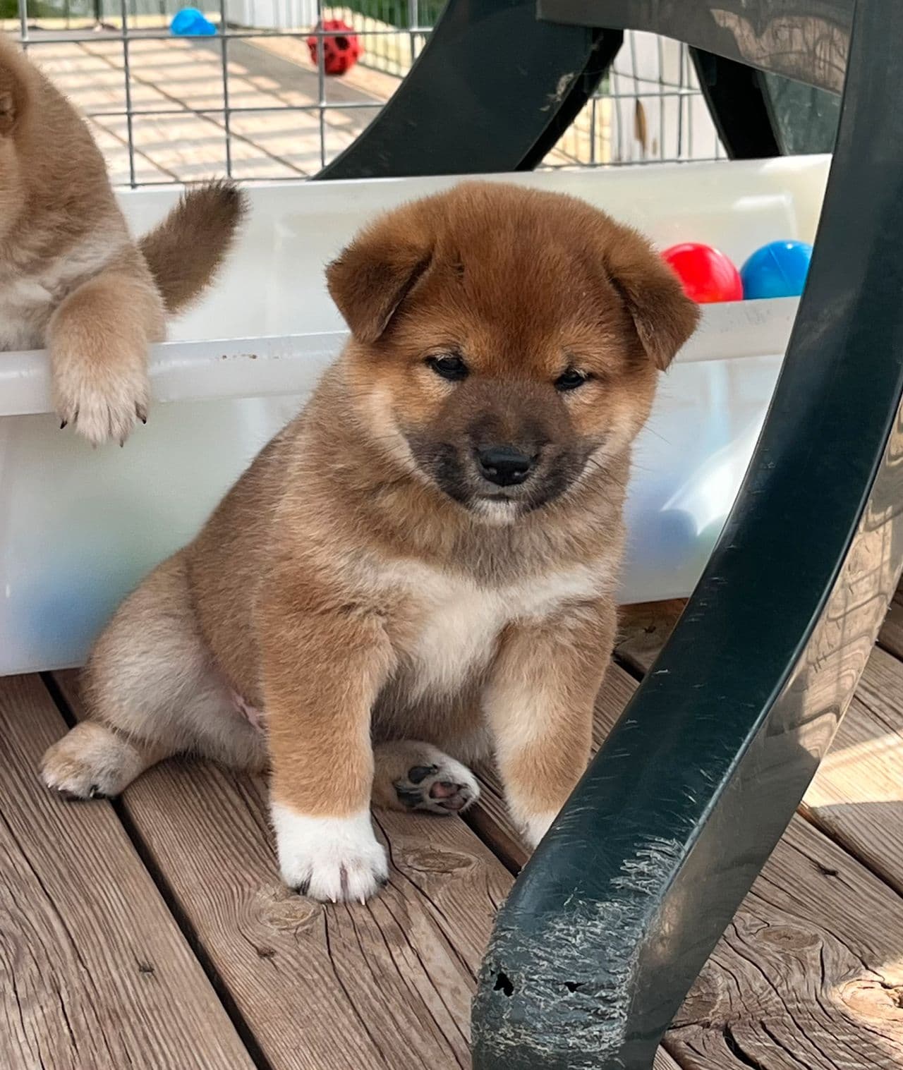 Shiba hannvalp