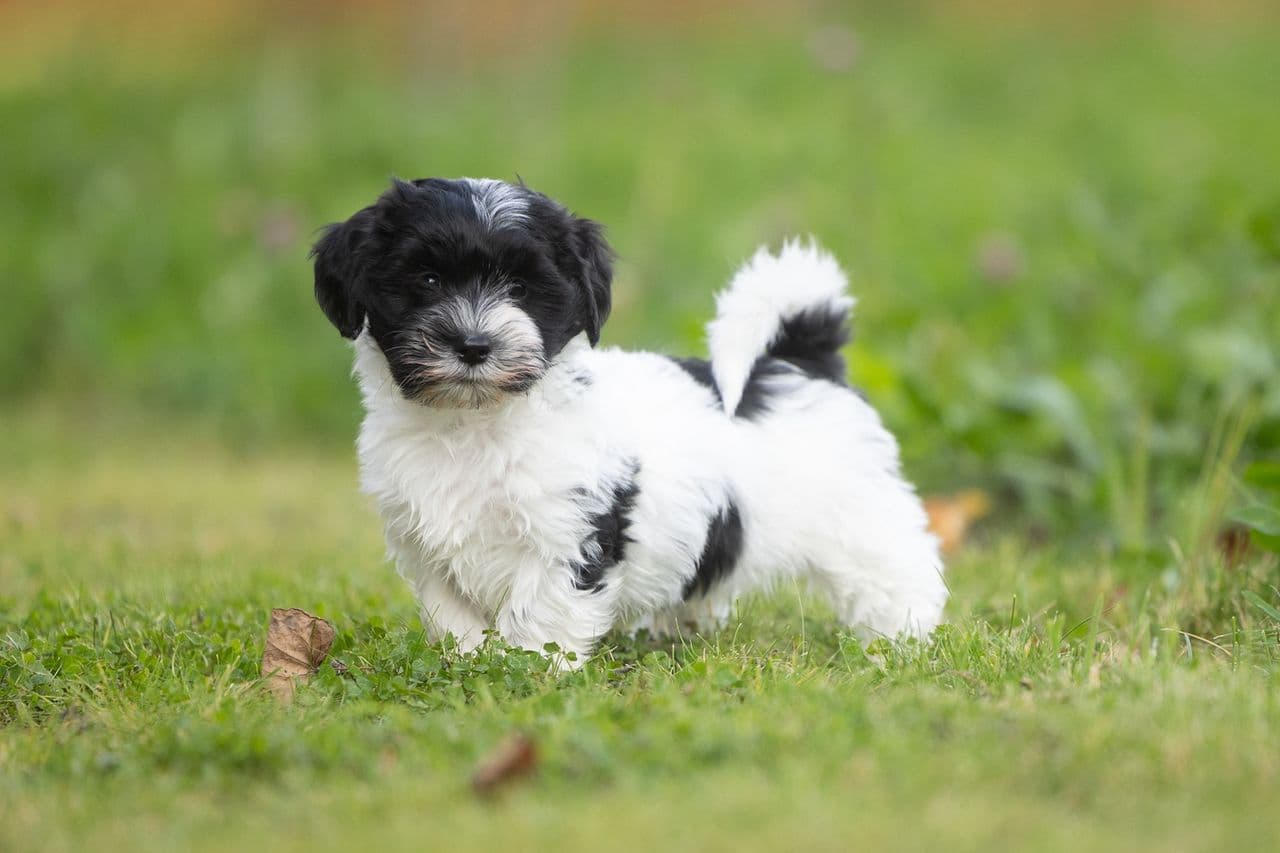 Bichon Havanais valper ventes