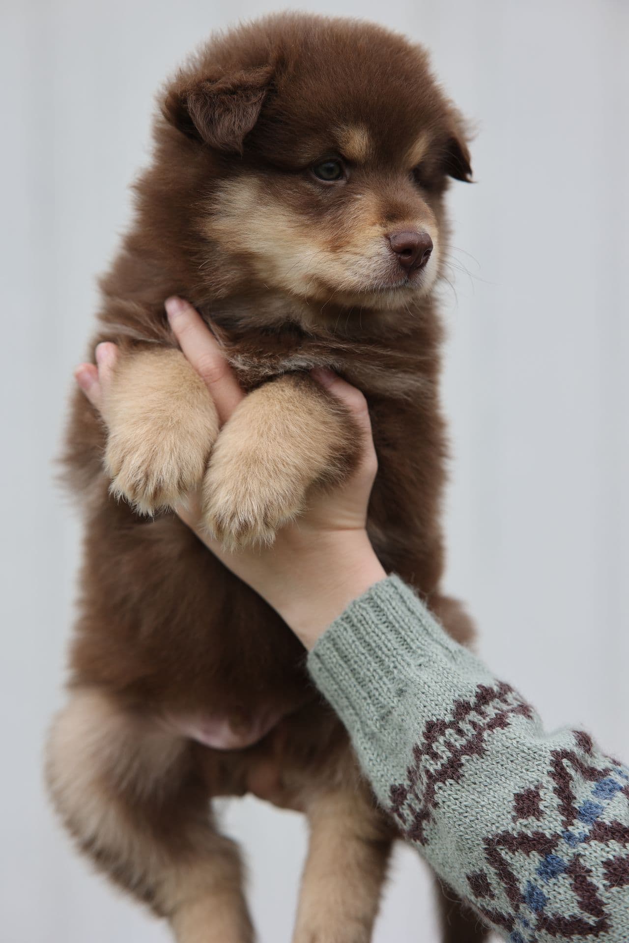 Finsk lapphund valp