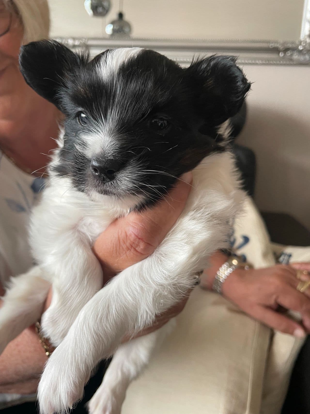 Renraset papillon valp