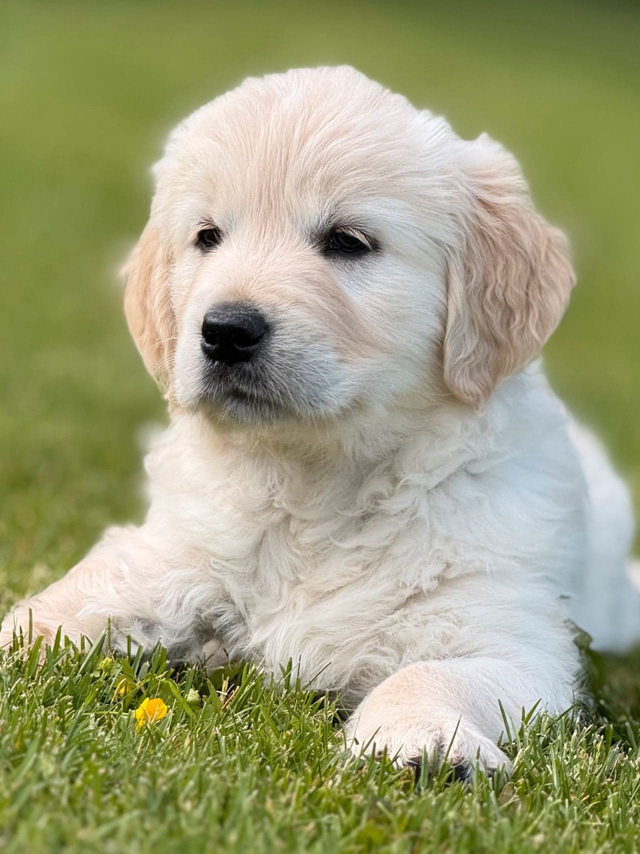 Golden Retriever tispe selges