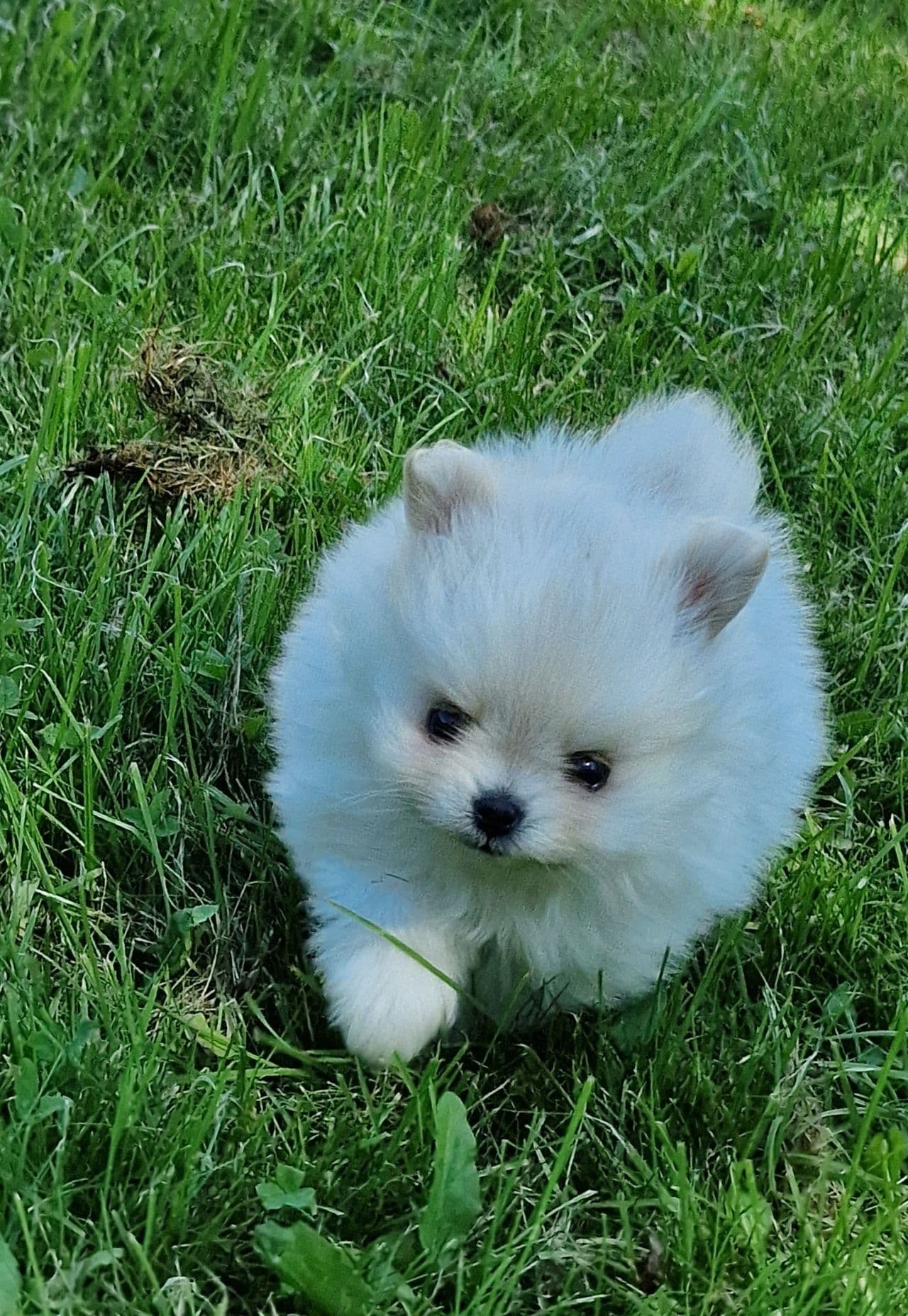 Pomeranian valper