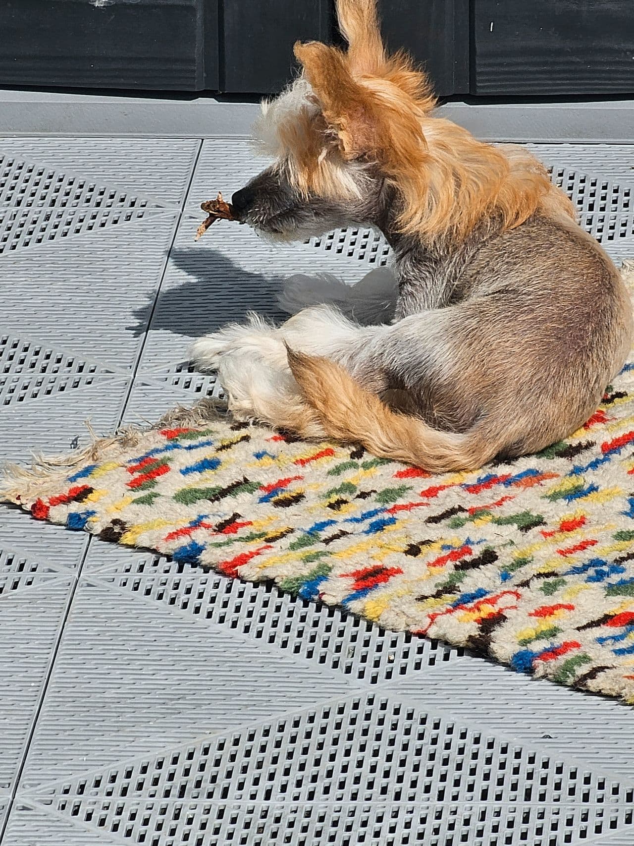 Chinese crested gutt