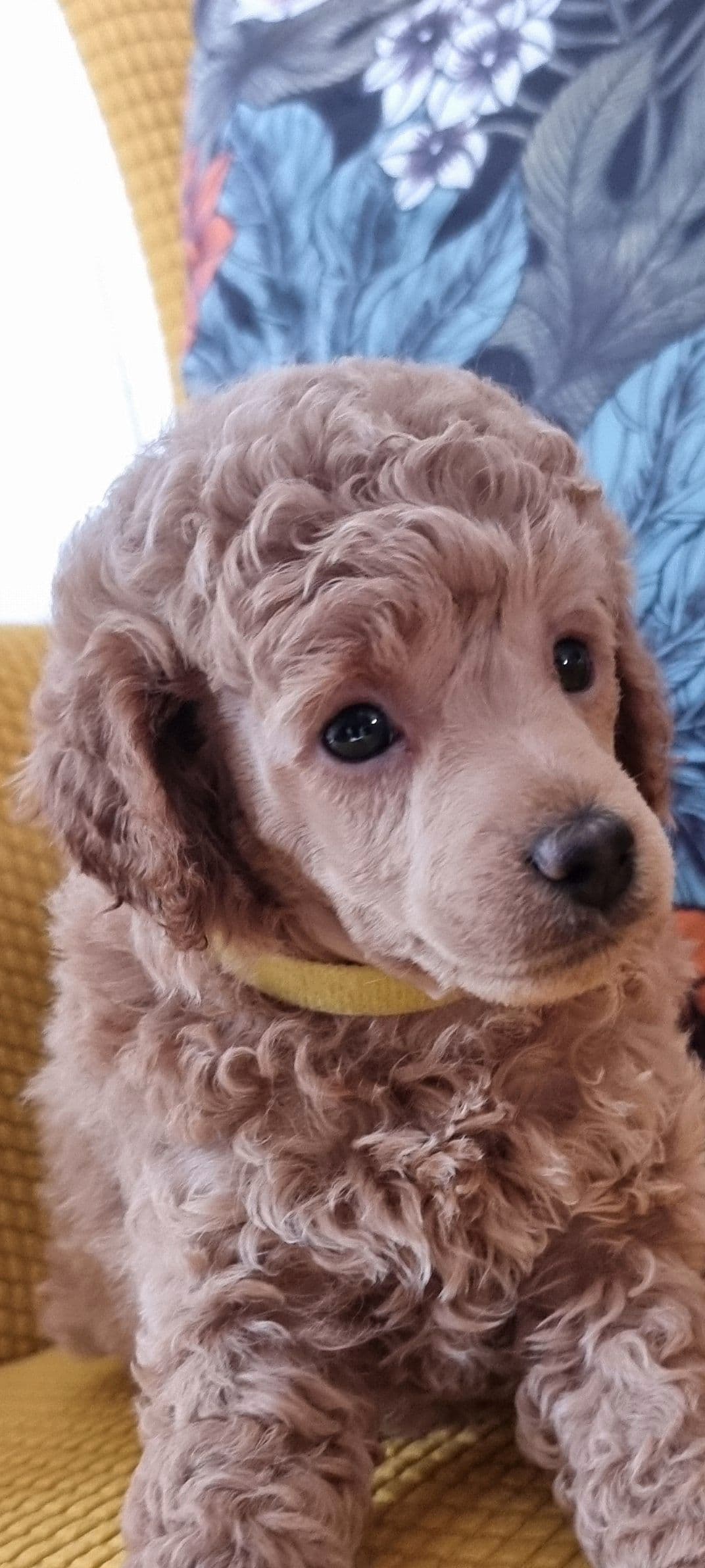Toypuddel fawn gutt selges