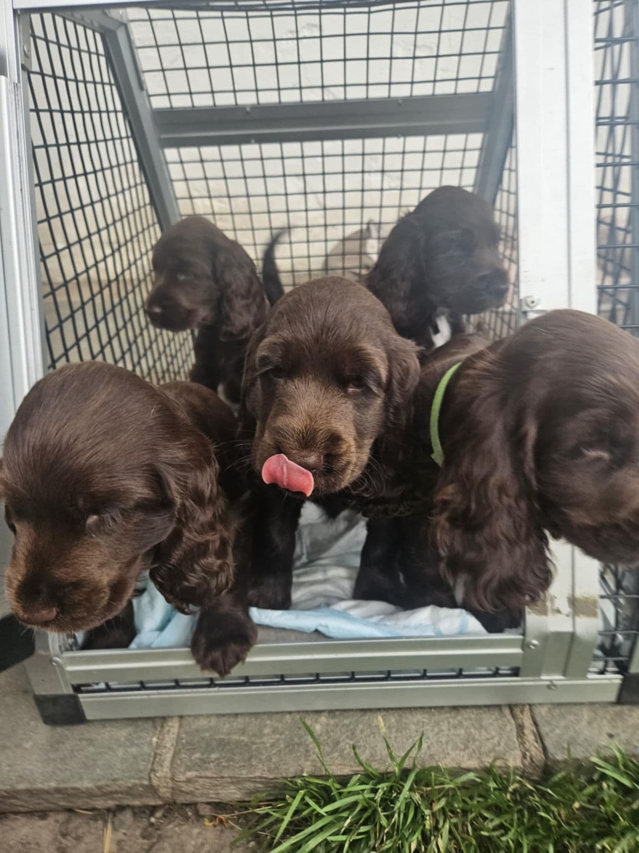 Engelsk cocker spaniel tispevalp, brun/lever.