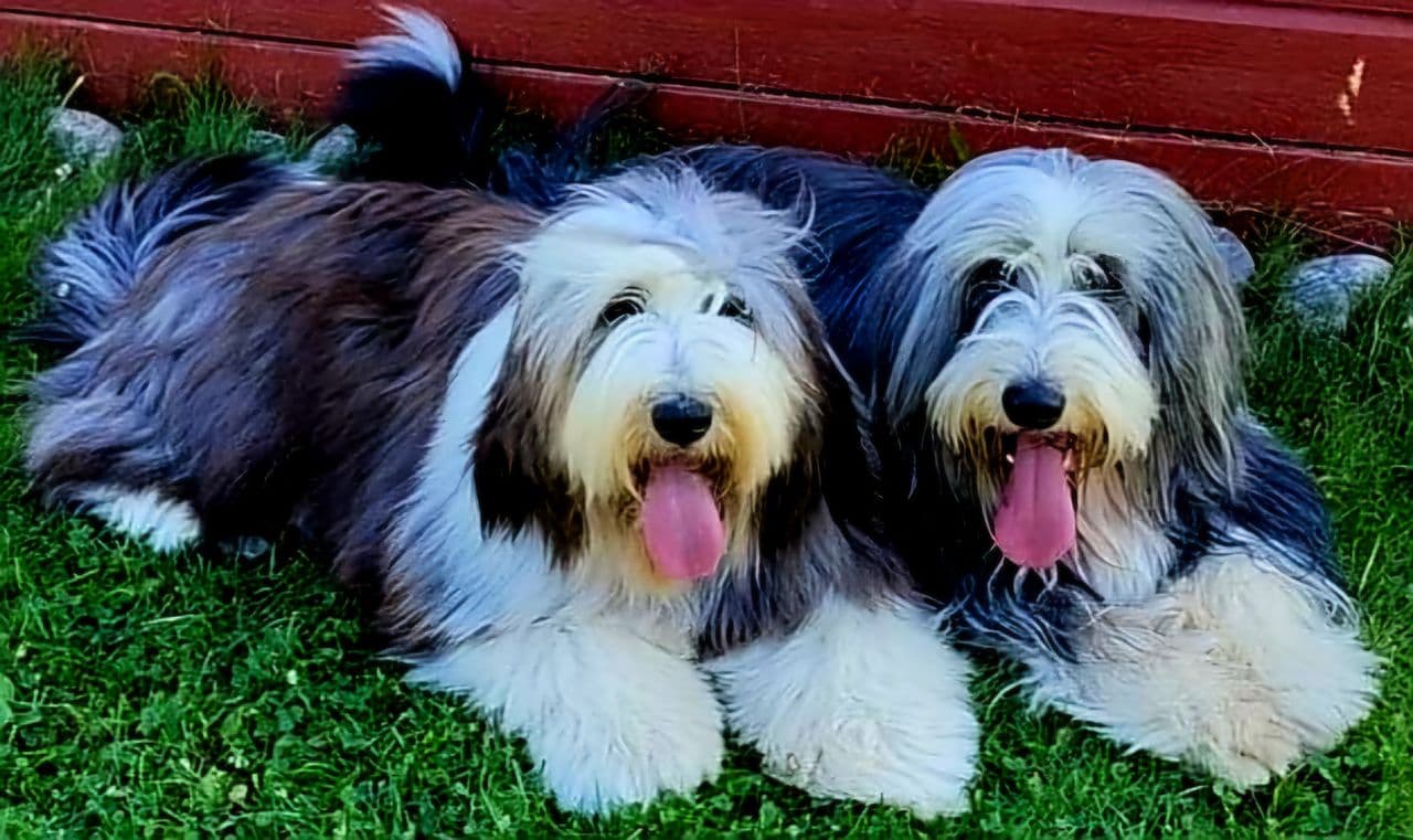 BEARDED COLLIE VALPER VENTES I SLUTTEN AV MAI