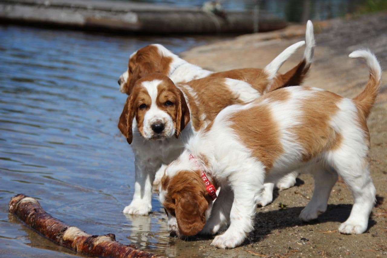 Welsh Springer Spaniel valper planlegges sommer 2025