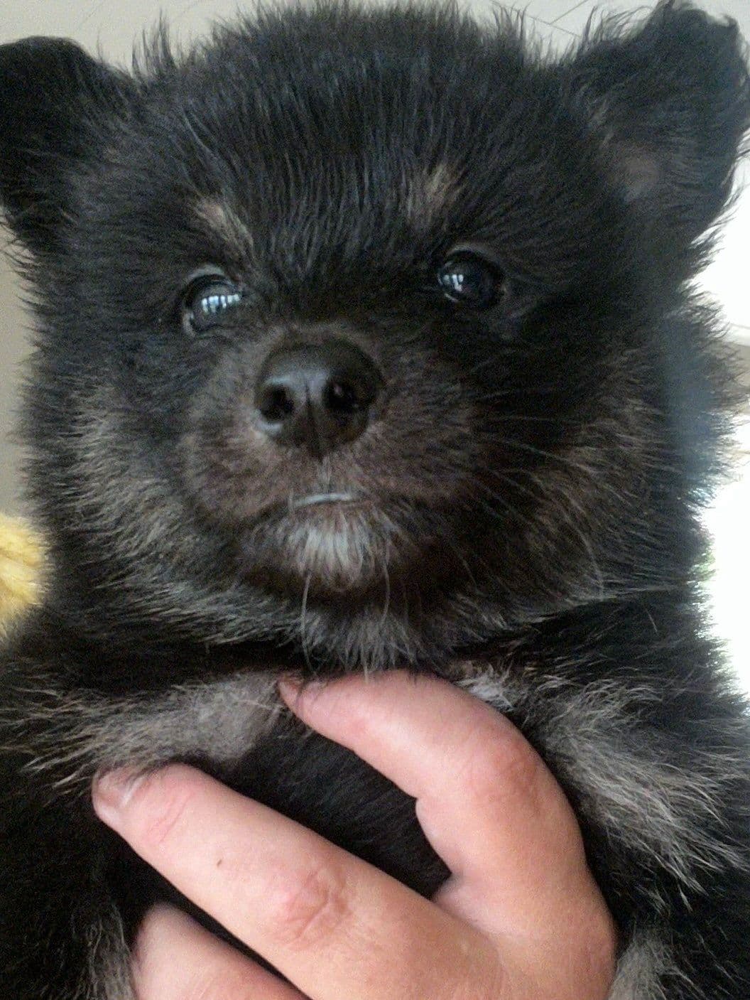 Finsk lapphund valper .