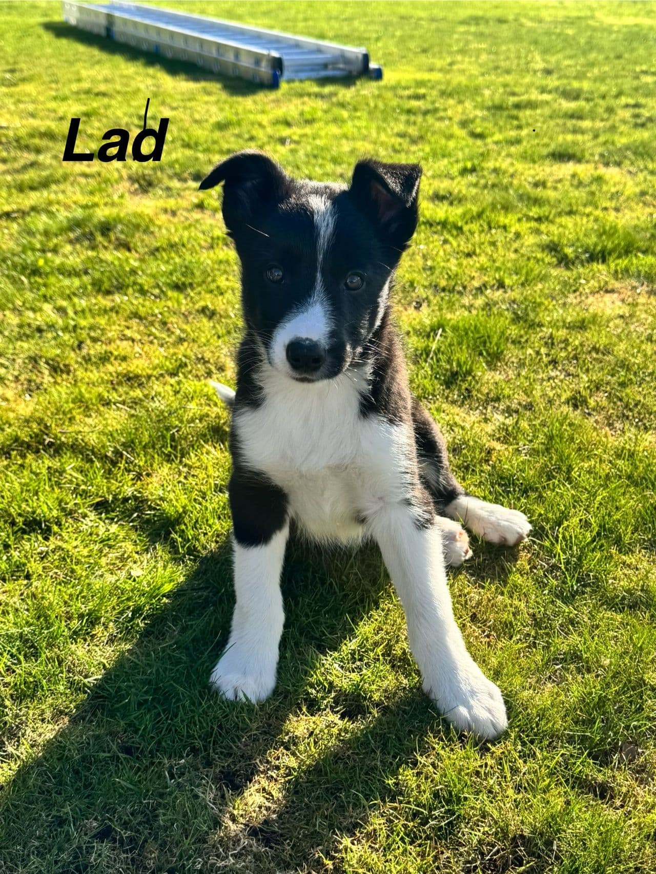 Bordercollie valper til salgs