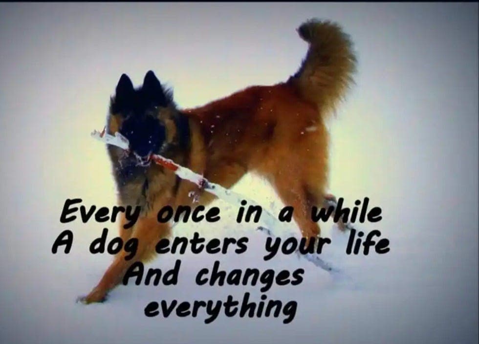 Tervueren valper våren 2026.